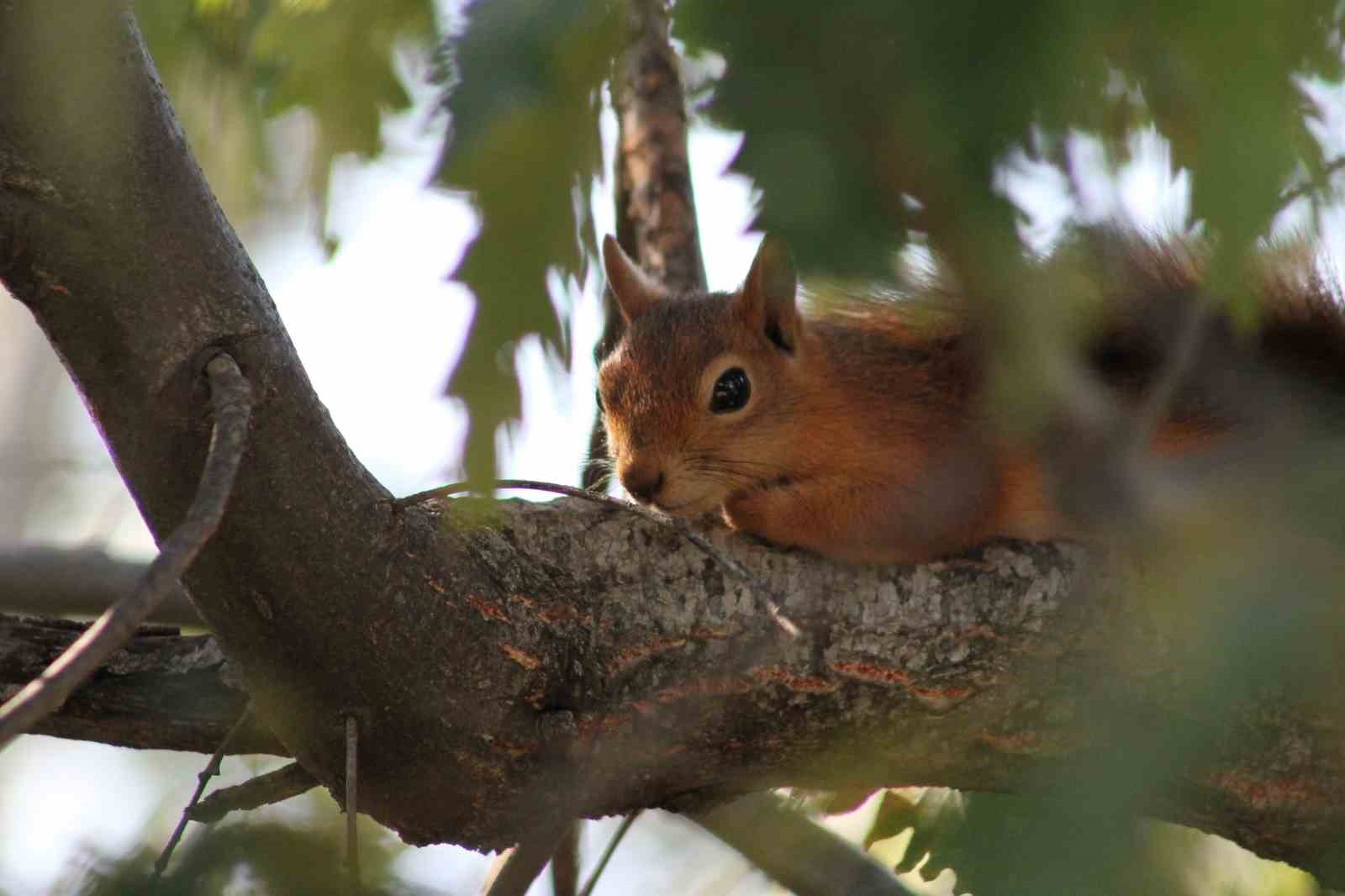 Kızıl Sincap, piknikçilerin misafiri oldu