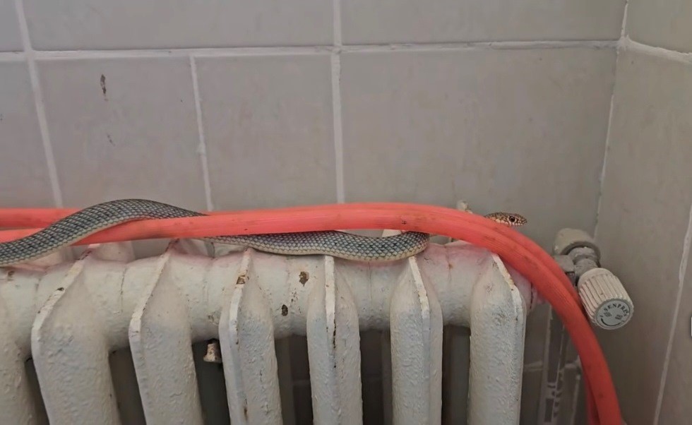 Kütahya’da restoran tuvaletindeki yılan korkuttu