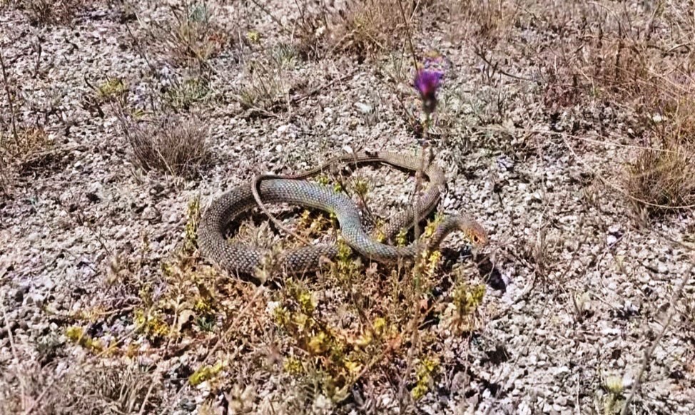 K&uuml;tahya&rsquo;da restoran tuvaletindeki yılan korkuttu
