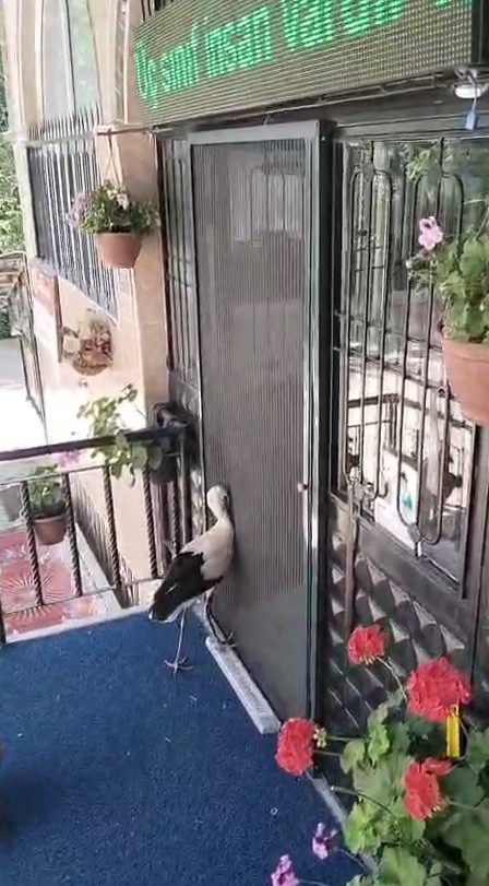 Yuvadan atılan yavru leyleğe cami imamı sahip çıktı