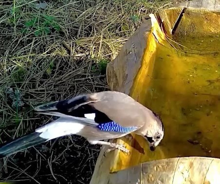 Ormanların renkli sesi alakarga Uludağ’da görüntülendi