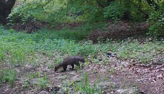 Ormanların renkli sesi alakarga Uludağ&rsquo;da g&ouml;r&uuml;nt&uuml;lendi
