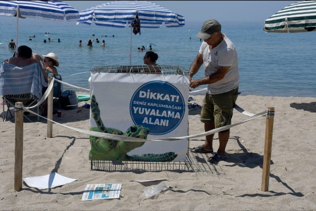 Kuşadası’nda ilk caretta caretta yuvası belirlendi