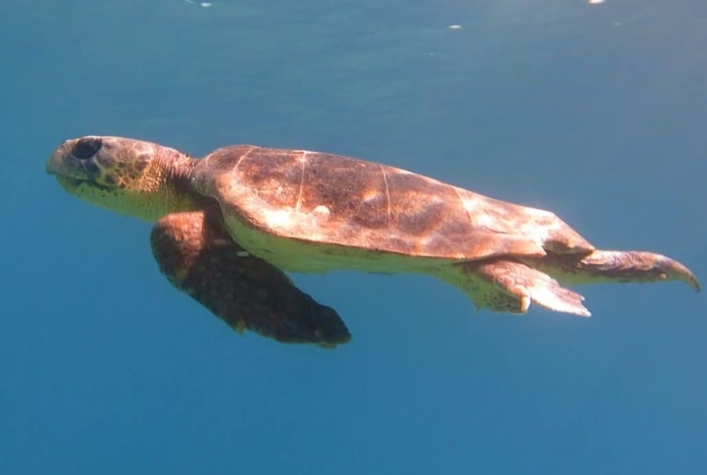 Kuşadası&rsquo;nda ilk caretta caretta yuvası belirlendi
