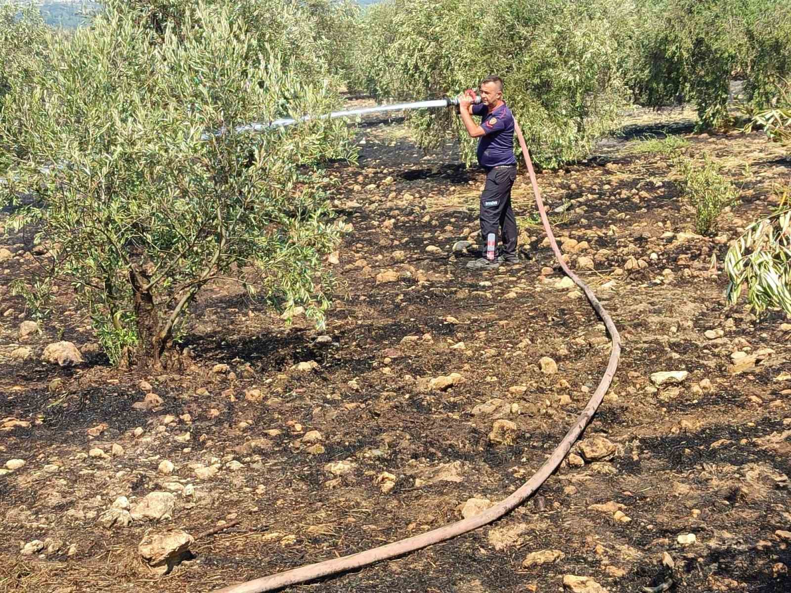 Zeytinlikte çıkan yangın hızlı müdahale ile söndürüldü