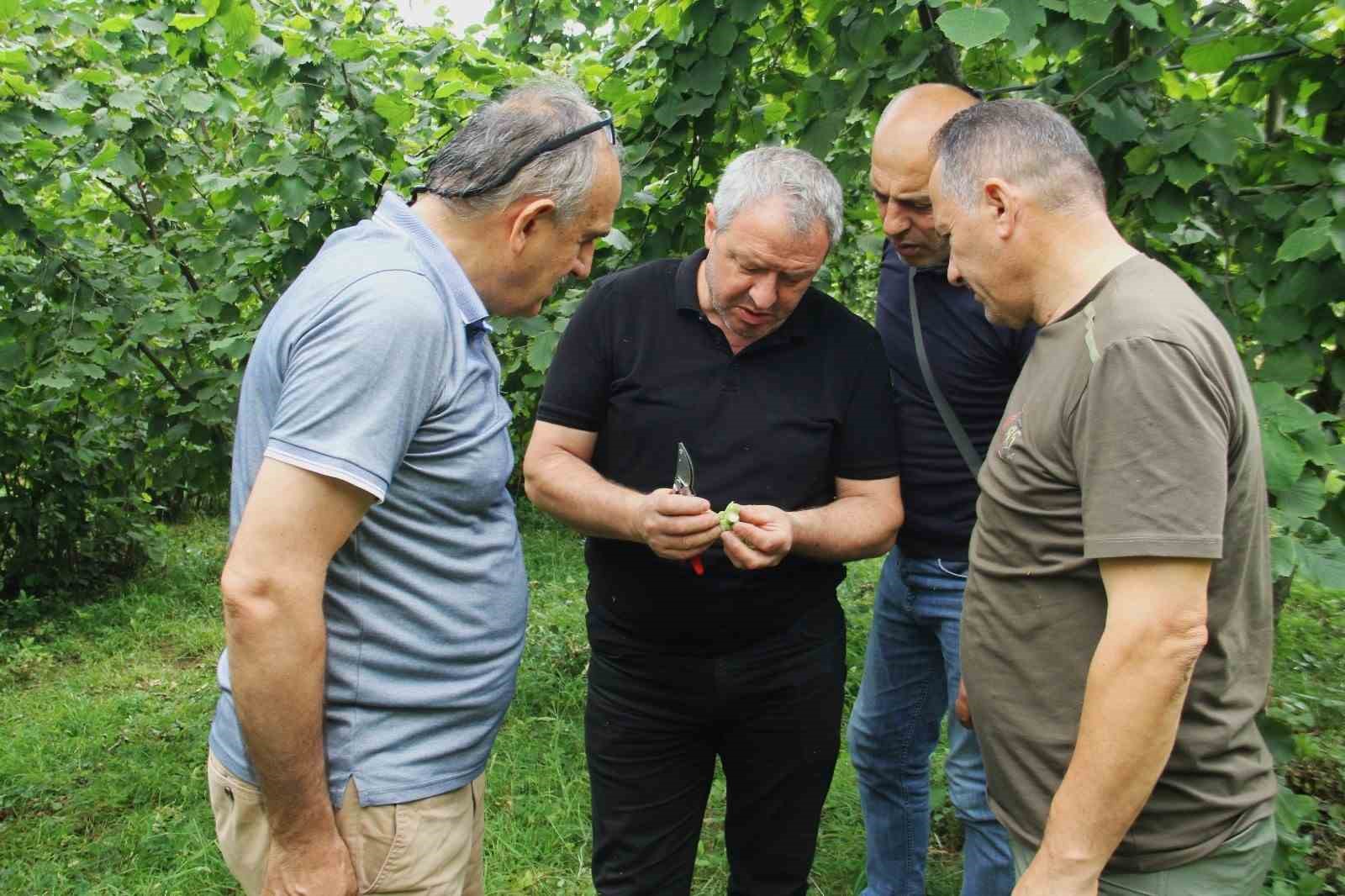 Trabzon’da 2025 fndık rekoltesi için çotanak sayımı başladı