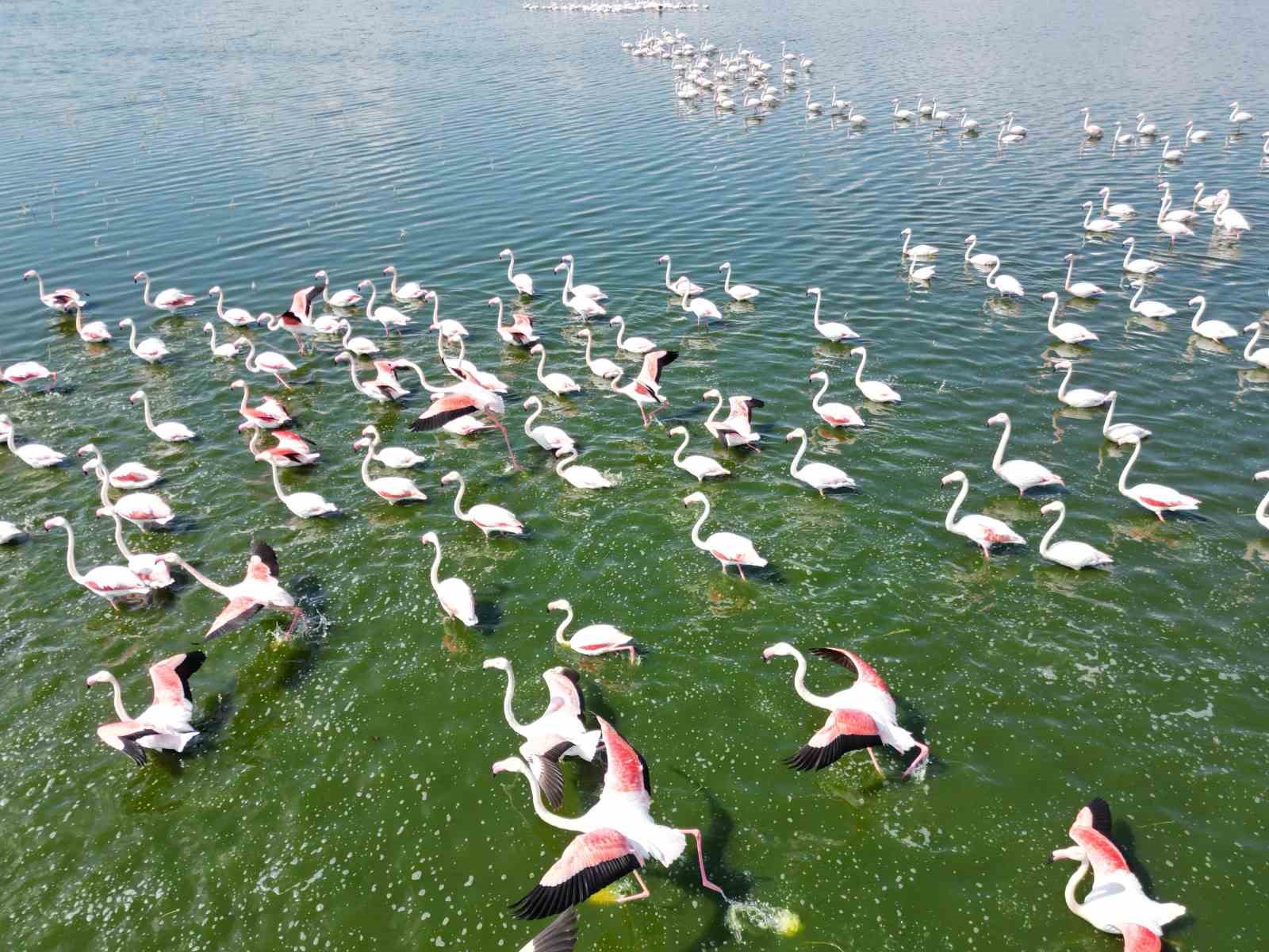 Eber Gölü’nün geçici ev sahipleri allı turnalar havadan görüntülendi