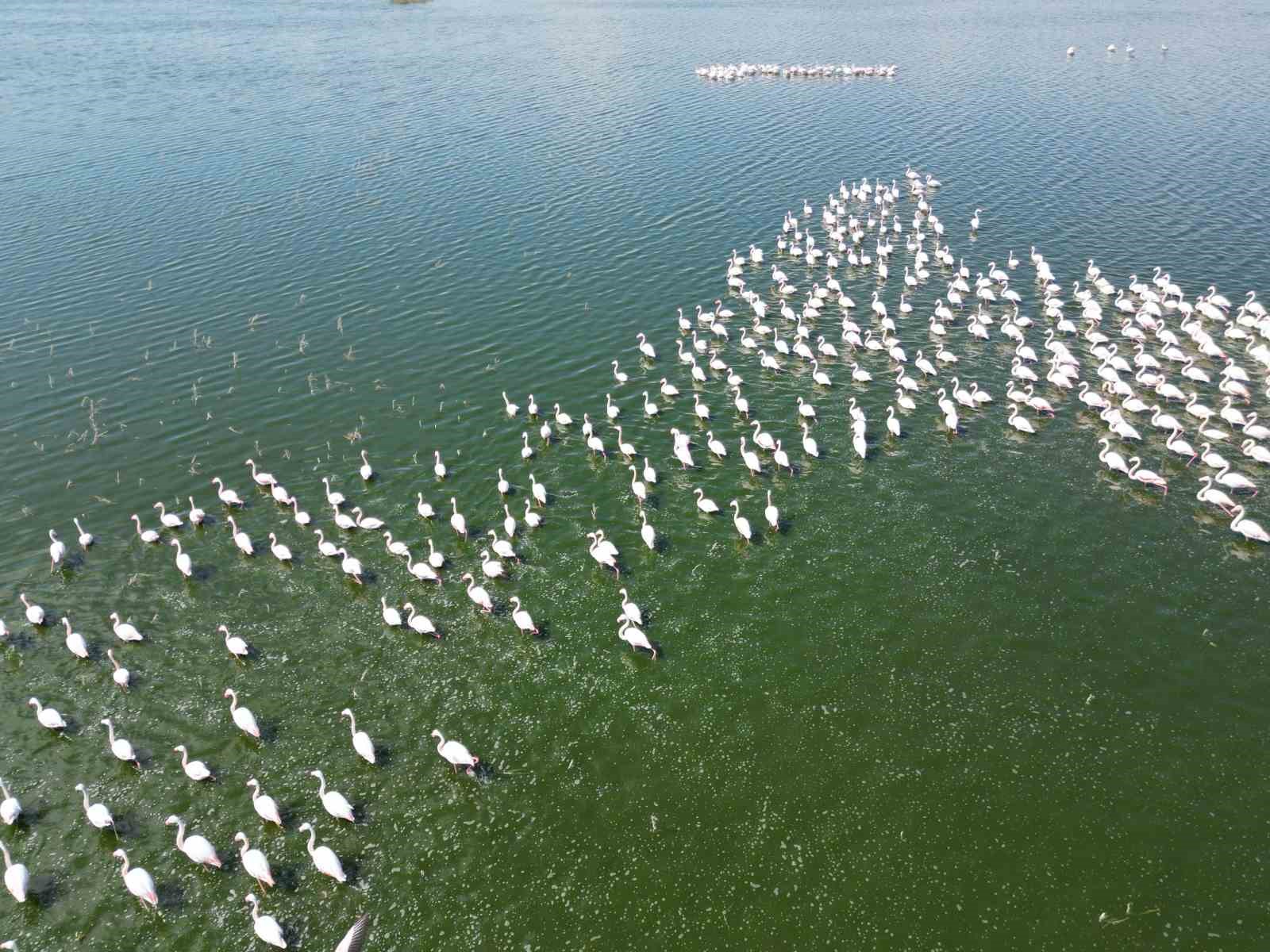 Eber G&ouml;l&uuml;&rsquo;n&uuml;n ge&ccedil;ici ev sahipleri allı turnalar havadan g&ouml;r&uuml;nt&uuml;lendi
