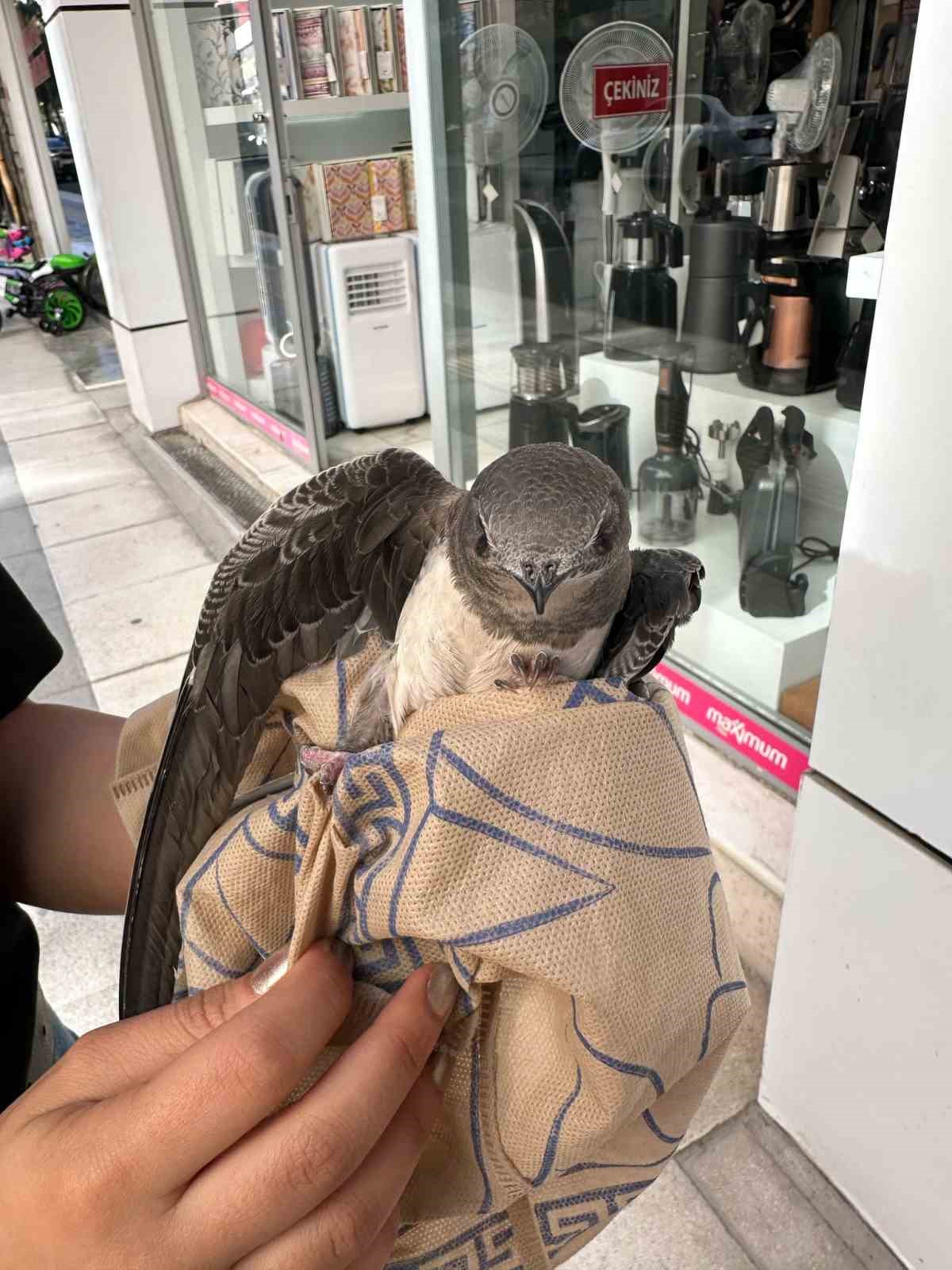 Elazığ’da yaralı ebabil, tedavi altına alındı