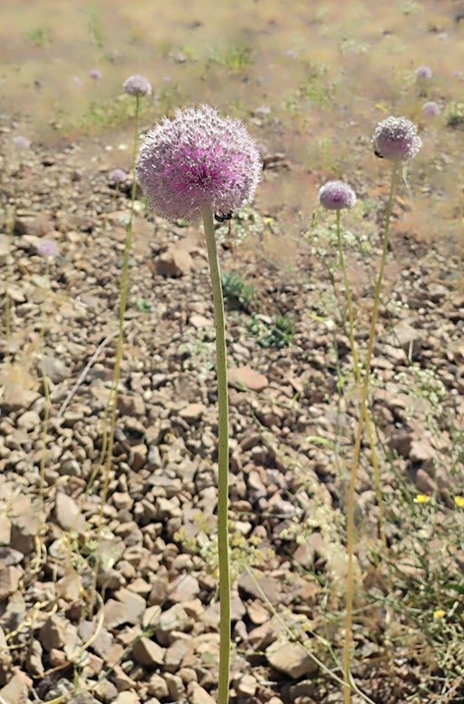 Tunceli’nin tescilli dağ sarımsağı yok olma tehditi altında
