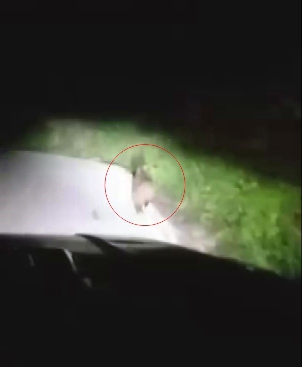 Yola inen yavru ayı cep telefonu ile g&ouml;r&uuml;nt&uuml;lendi
