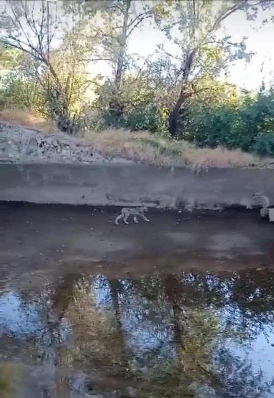 Nesli tehdit altındaki vaşak Elazığ&rsquo;da g&ouml;r&uuml;nt&uuml;lendi
