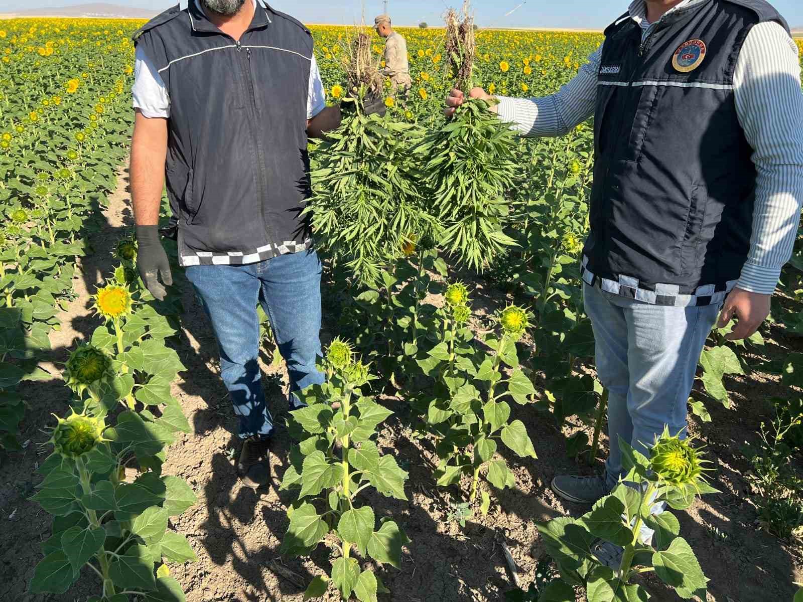 Kırşehir’de ayçiçeği tarlasında kenevir operasyonu: 2 gözaltı