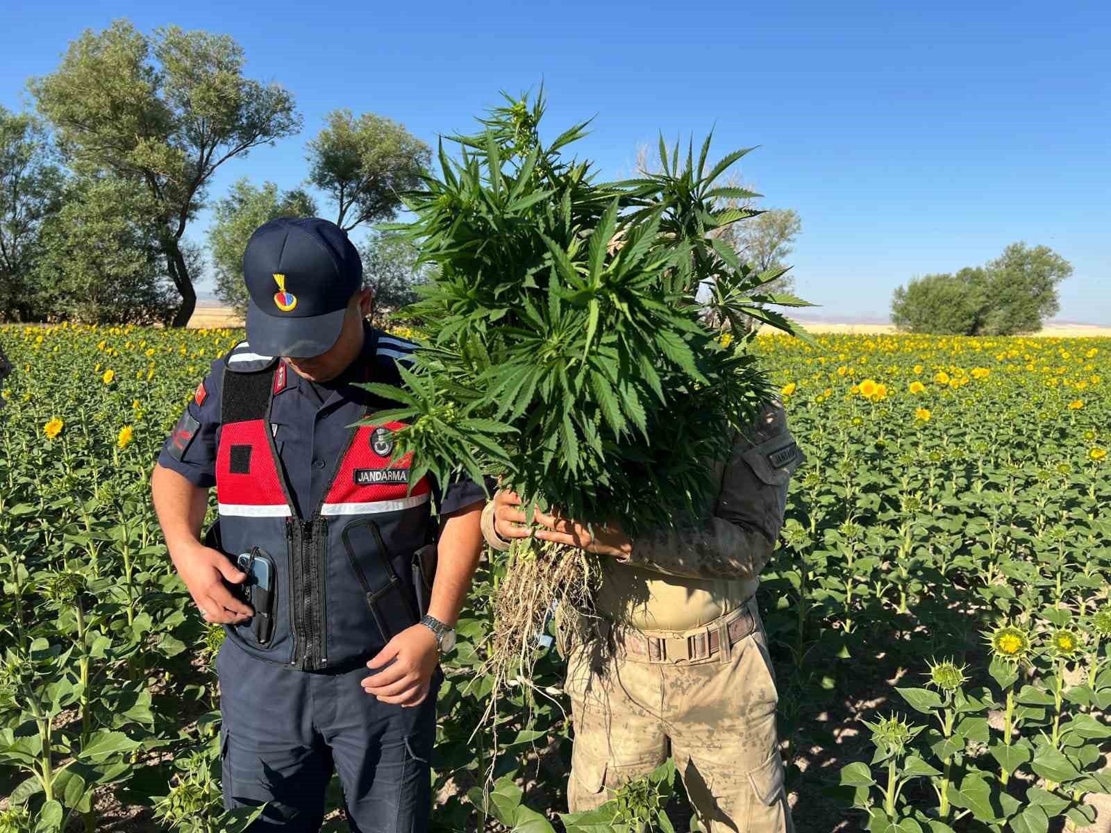 Kırşehir’de ayçiçeği tarlasında kenevir operasyonu: 2 gözaltı