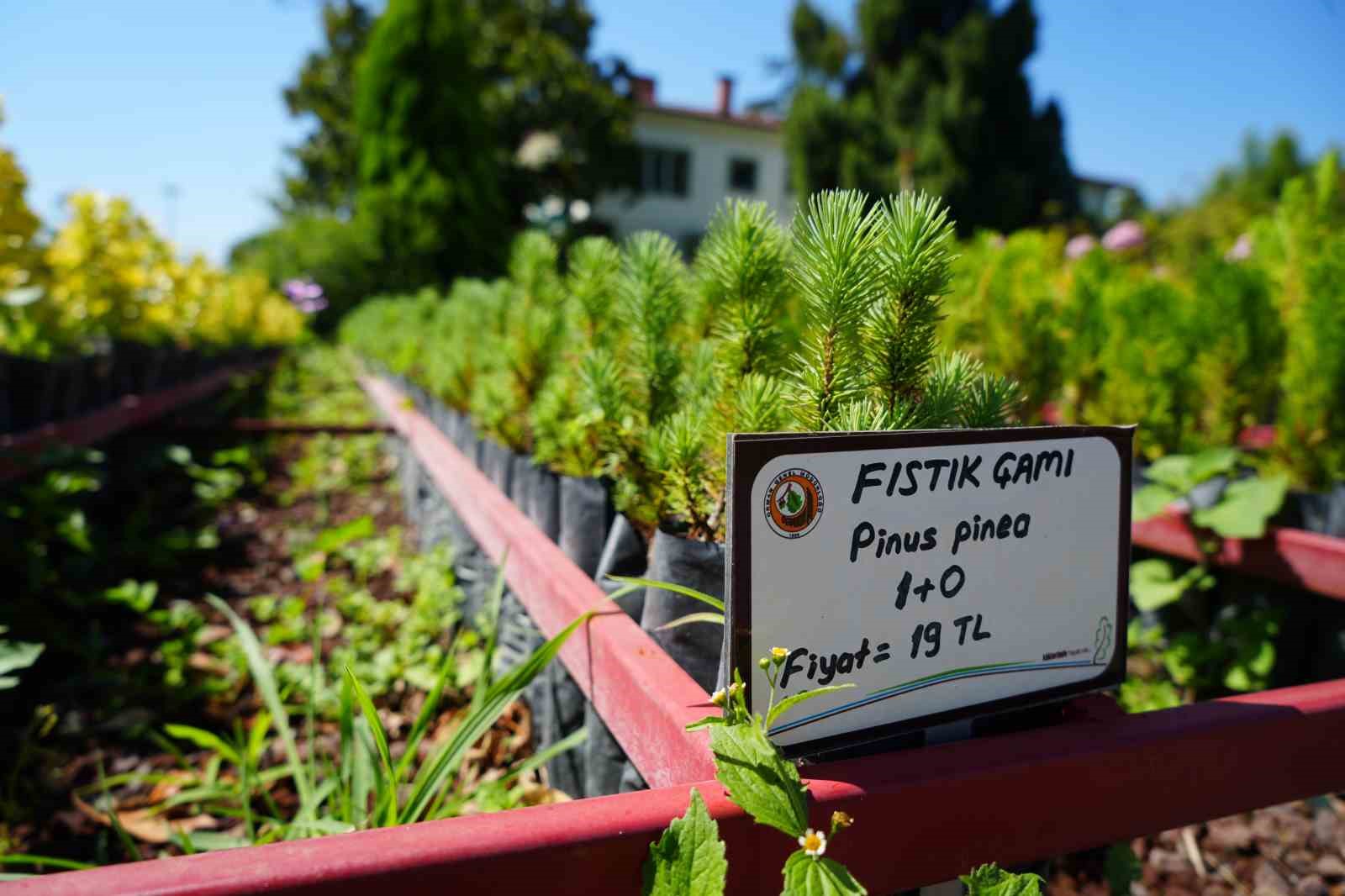 Karadeniz’in en büyük fidanlığı, yangın bölgelerine on binlerce fidan göndermeye hazır