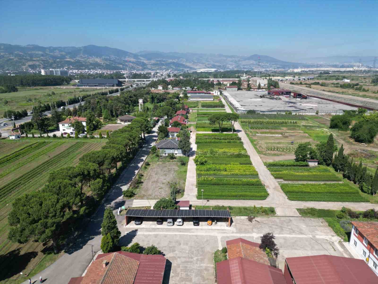 Karadeniz&rsquo;in en b&uuml;y&uuml;k fidanlığı, yangın b&ouml;lgelerine on binlerce fidan g&ouml;ndermeye hazır
