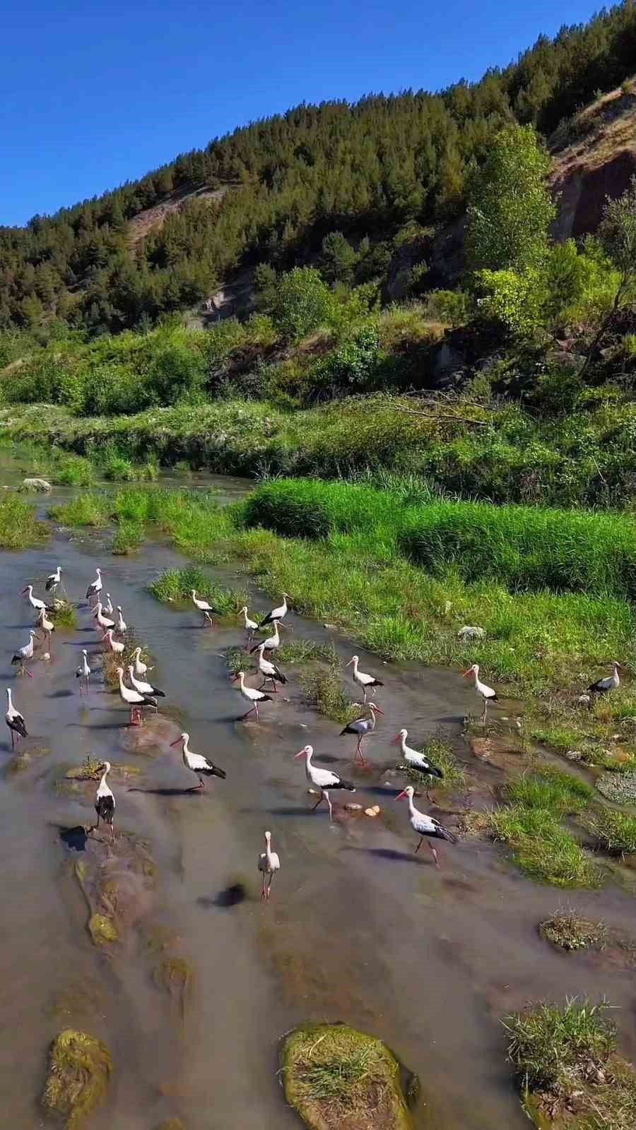 Karabük’te leylekler ve pelikan dronla görüntülendi