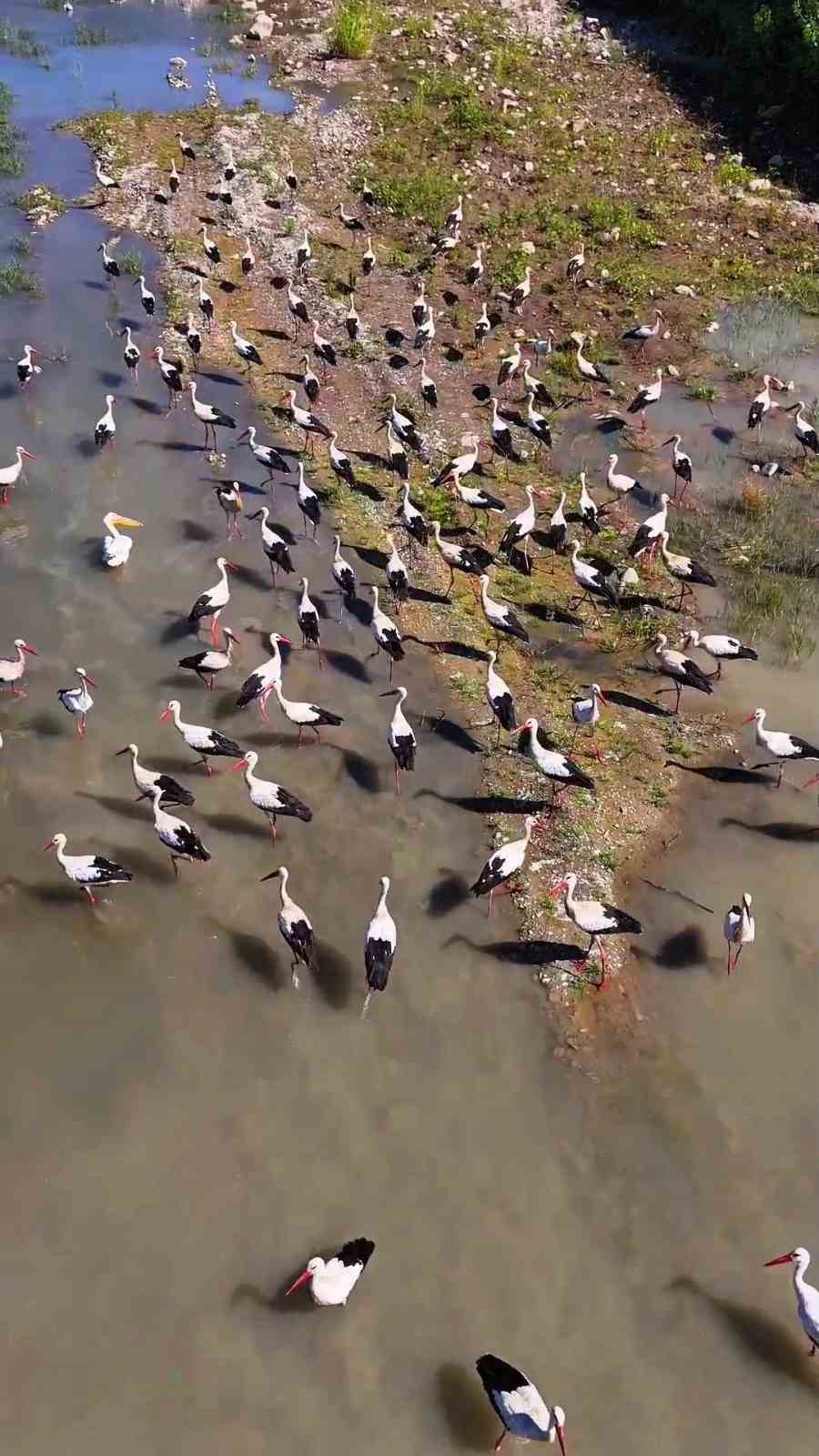 Karabük’te leylekler ve pelikan dronla görüntülendi