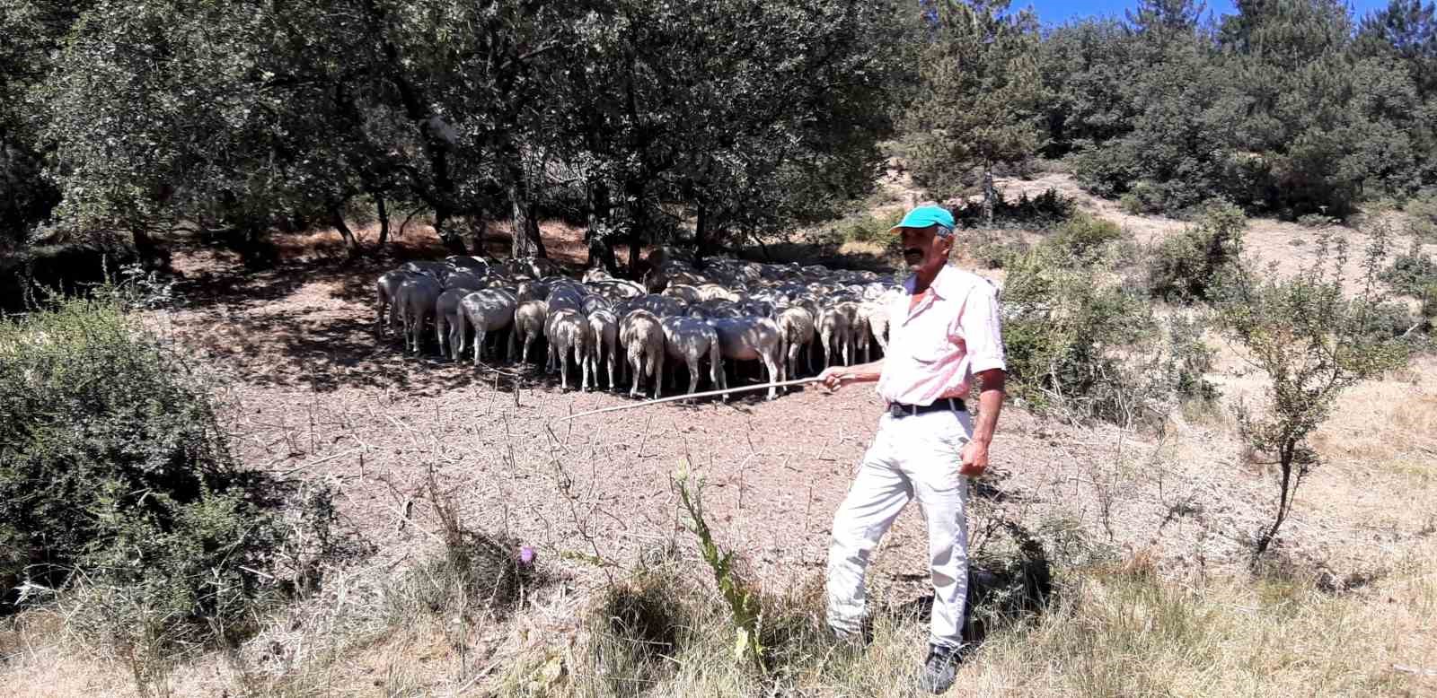 Orman i&ccedil;ine &ouml;l&uuml; tavukları attılar: Pis koku ve &ccedil;evre kirliliği tepkiye neden oldu
