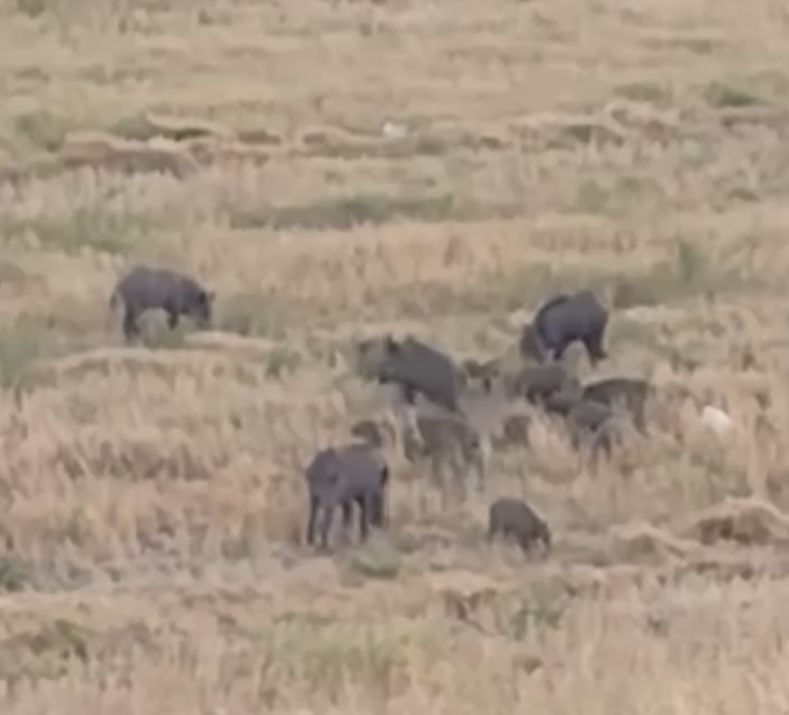 Aç kalan domuz sürüsü şehre indi