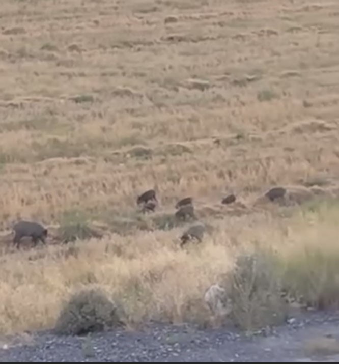 Aç kalan domuz sürüsü şehre indi