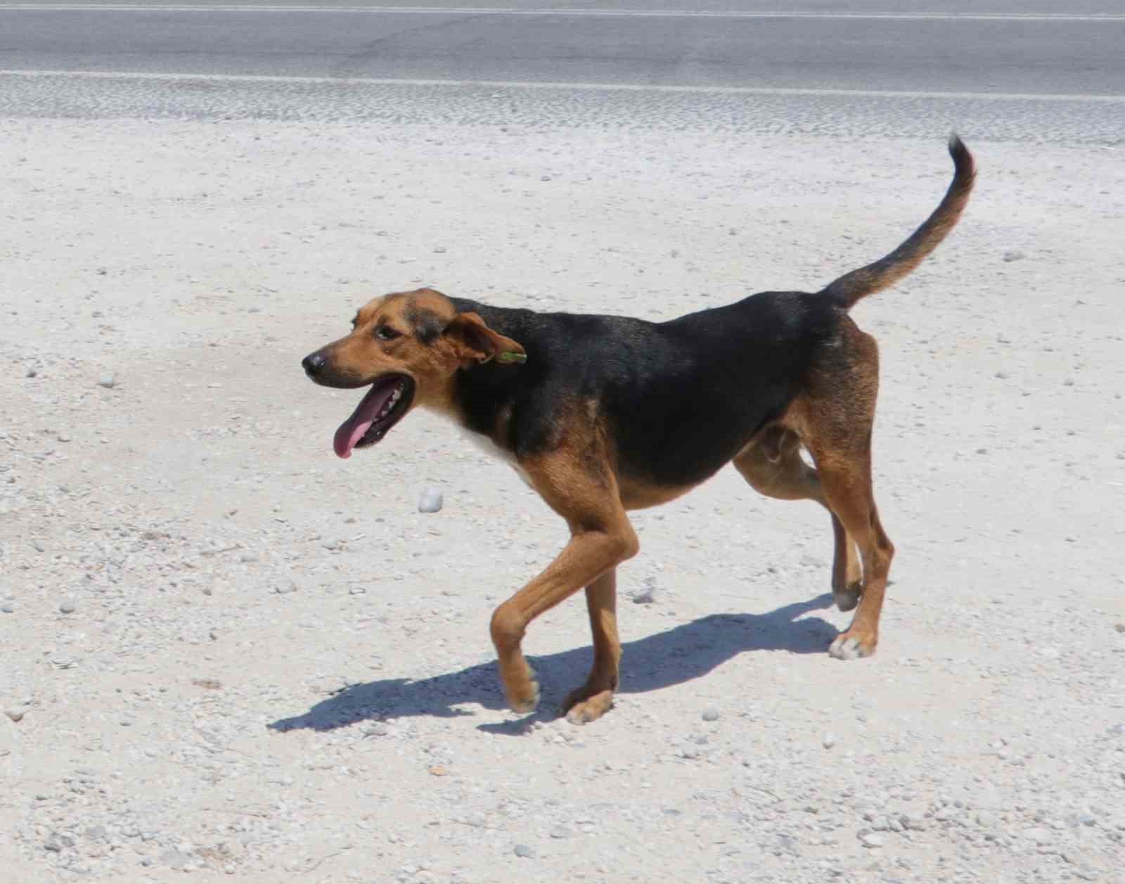 Yozgat’ta köpeğini başıboş bırakan kişiye ilk ceza kesildi