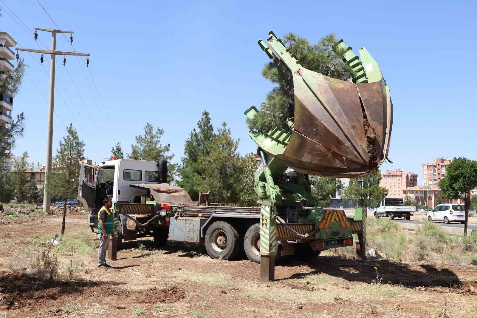 Ağa&ccedil;lar zarar verilmeden ormanlık alana taşındı
