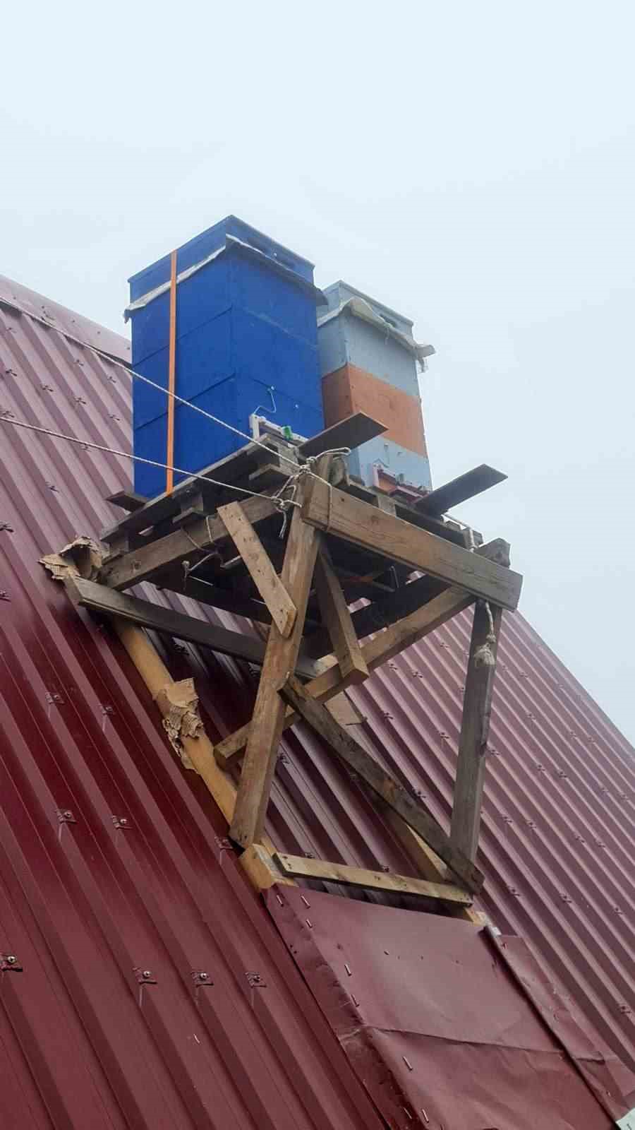 Rizeli arıcı peteklerini ayılardan korumak için çatıya yerleştirdi