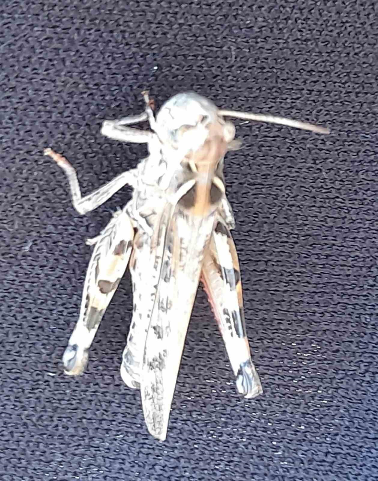 Samsun Canik&rsquo;te &ccedil;ekirge istilasına karşı devlet destekli ila&ccedil;lama
