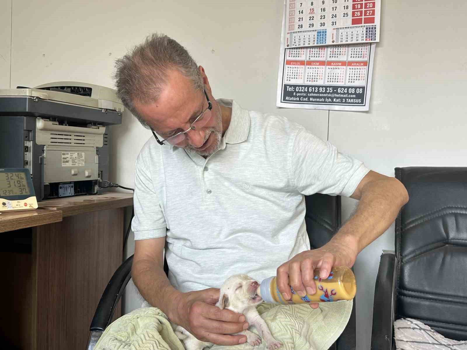 Tescilli ırk olan Çatalburun köpeği bir batında 13 yavru dünyaya getirdi