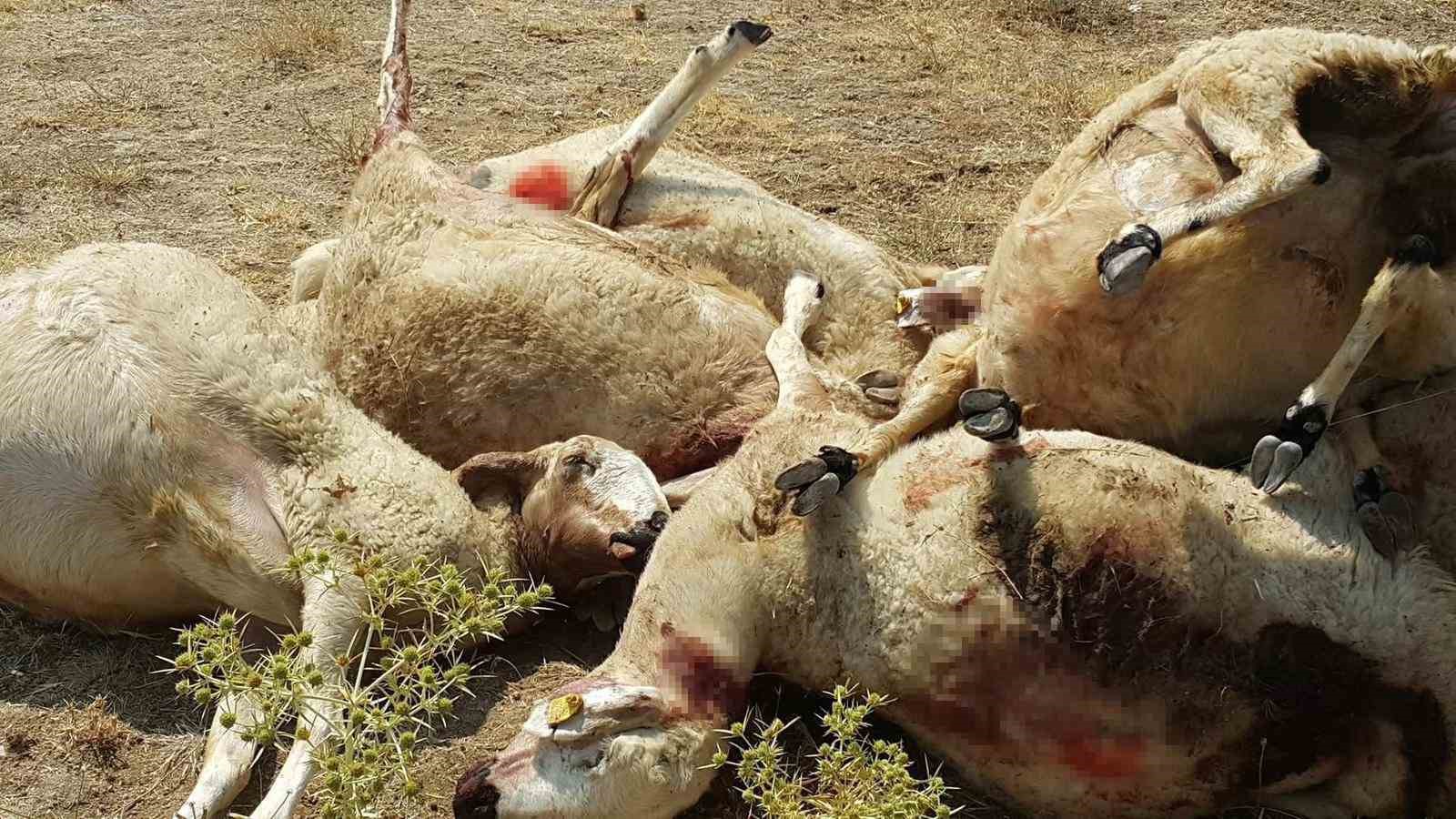 Aksaray’da sürüye saldıran kurt 25 koyunu telef etti