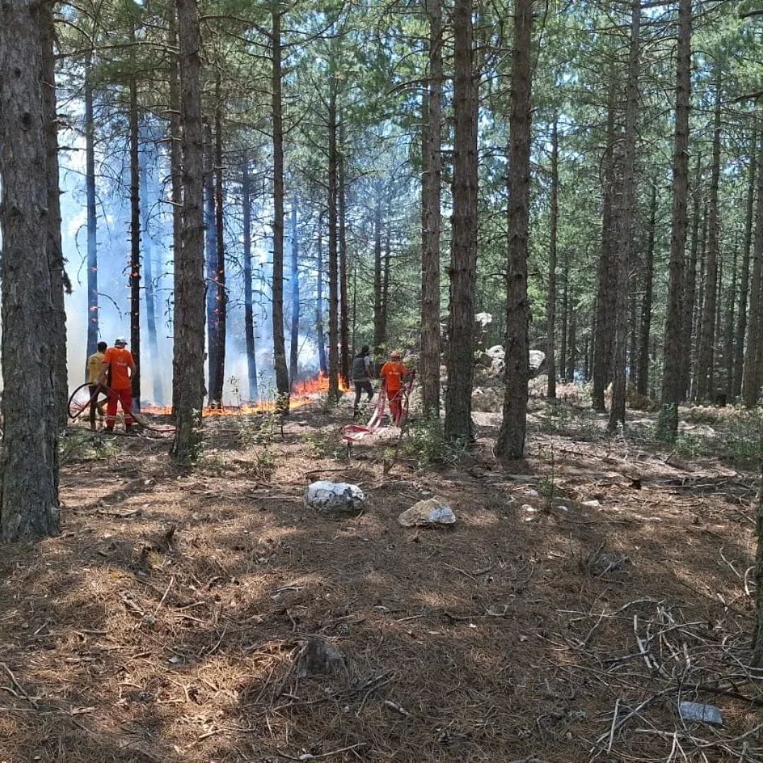 &Ccedil;ine&rsquo;de orman yangını
