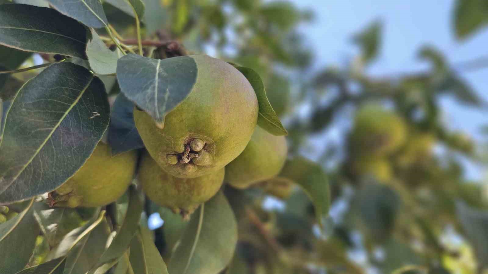 Bursa’da görüp Zonguldak’ta kurduğu armut bahçesinden 80 tonluk hasat bekliyor