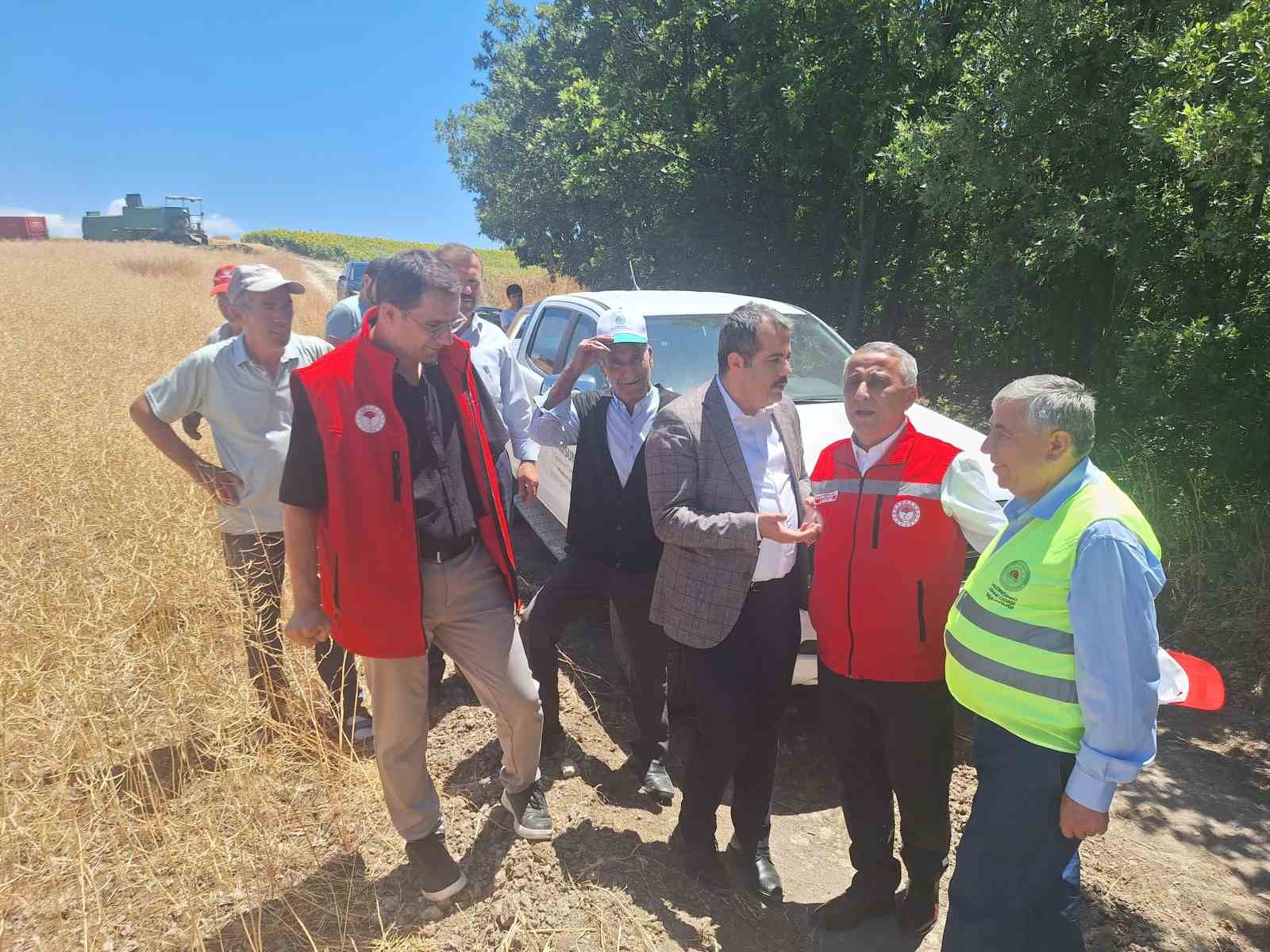 Vezirk&ouml;pr&uuml;&rsquo;de kanola hasadı başladı
