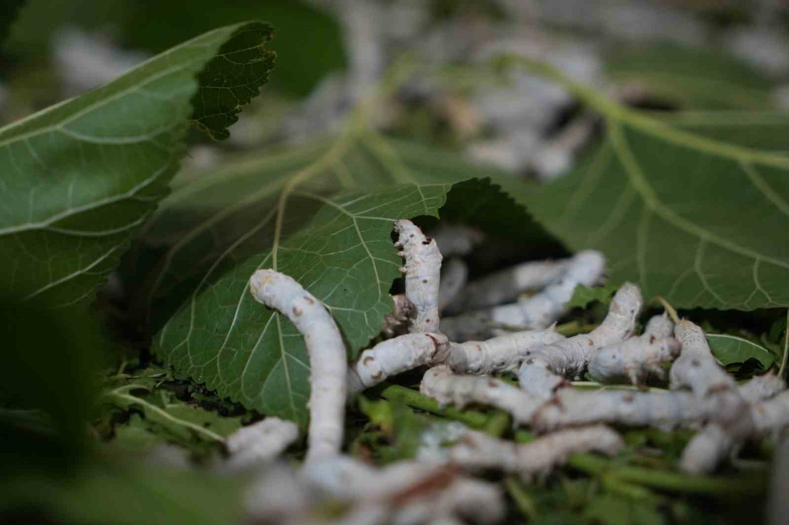 "B&ouml;cekle mi uğraşacaksın" s&ouml;zlerine aldırmadı, binlerce lira kazandı
