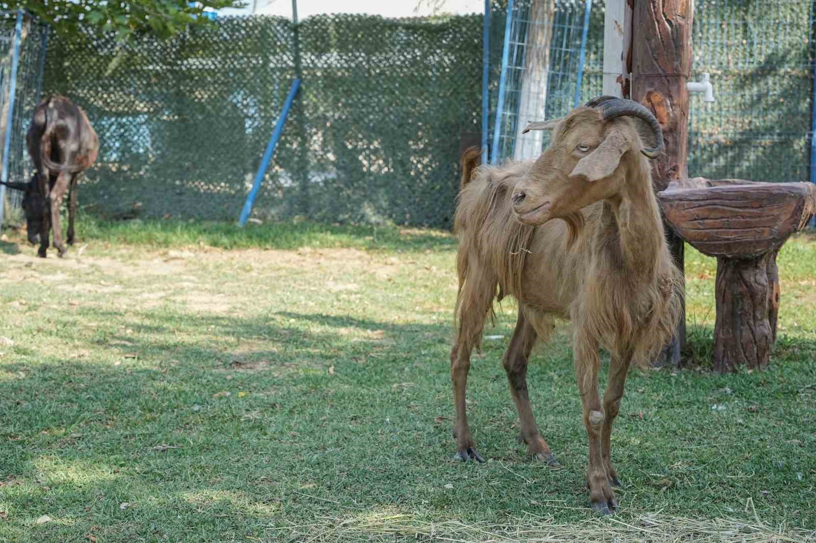 İzmir’de yangından kurtarılan hayvanlar Bursa’da tedaviye alındı