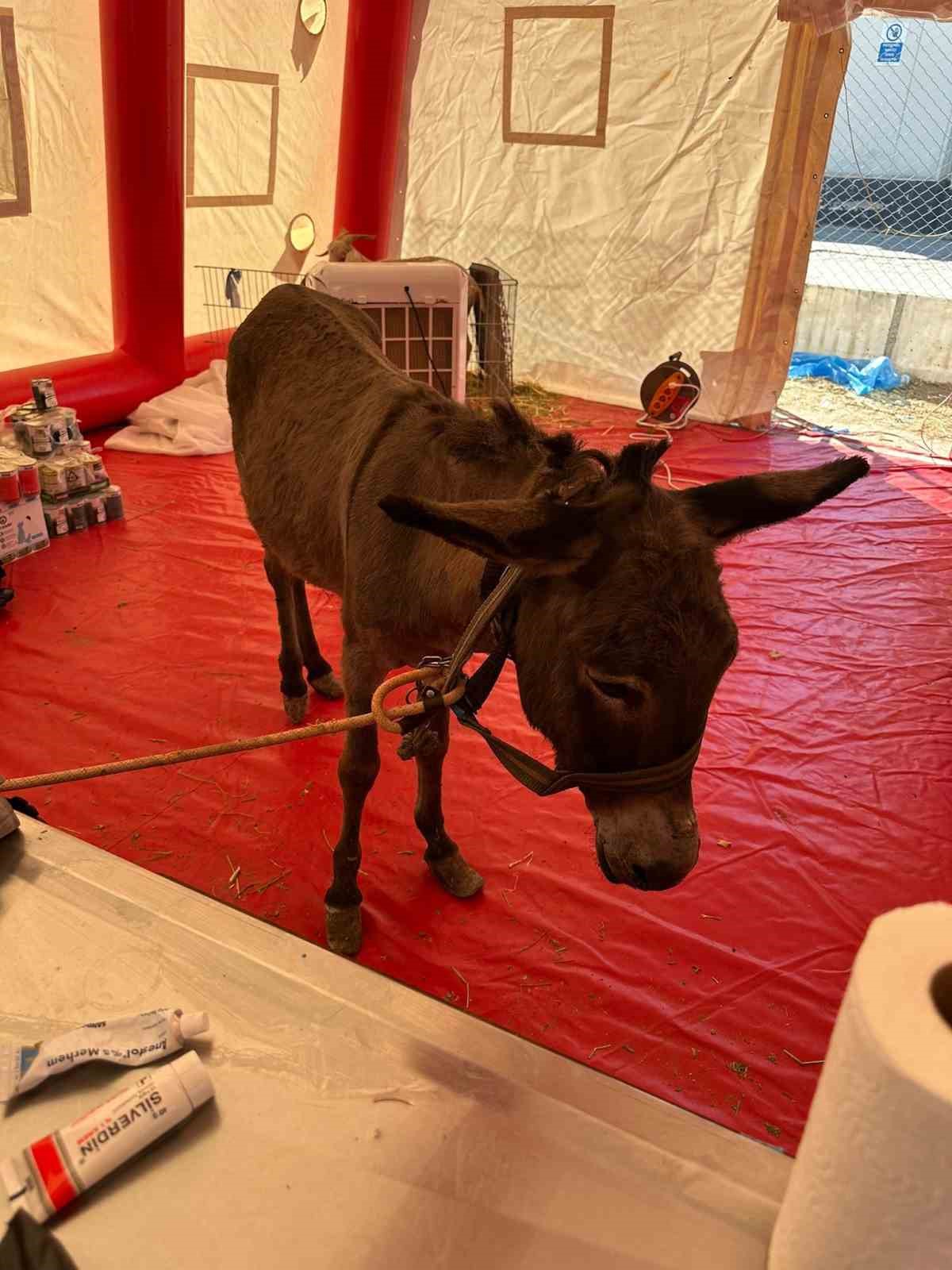 İzmir&rsquo;de yangından kurtarılan hayvanlar Bursa&rsquo;da tedaviye alındı
