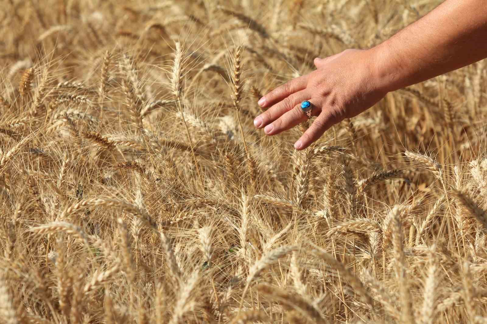ABD Tarım Bakanlığı Türkiye buğday üretimini 16,3 milyon ton bekliyor