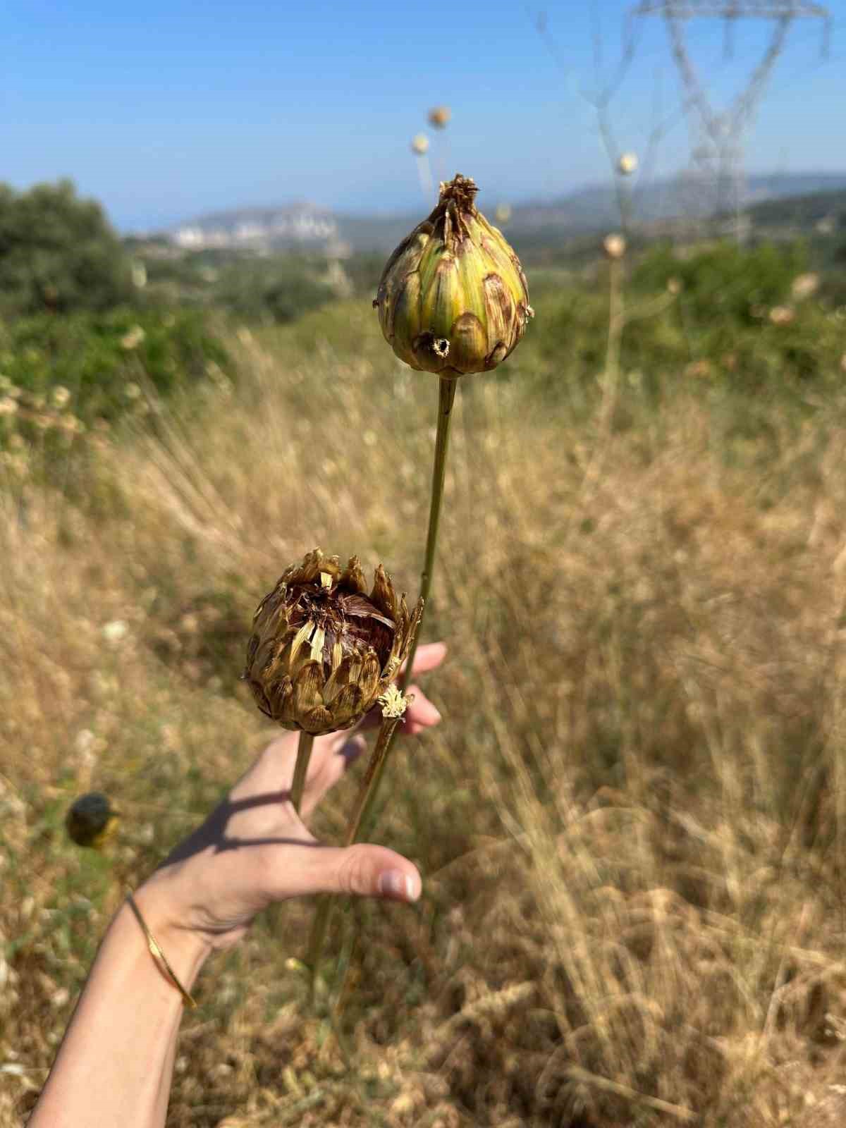 ’Tülüşah’ bitikisine zarar veren 557 bin lira ceza ödeyecek
