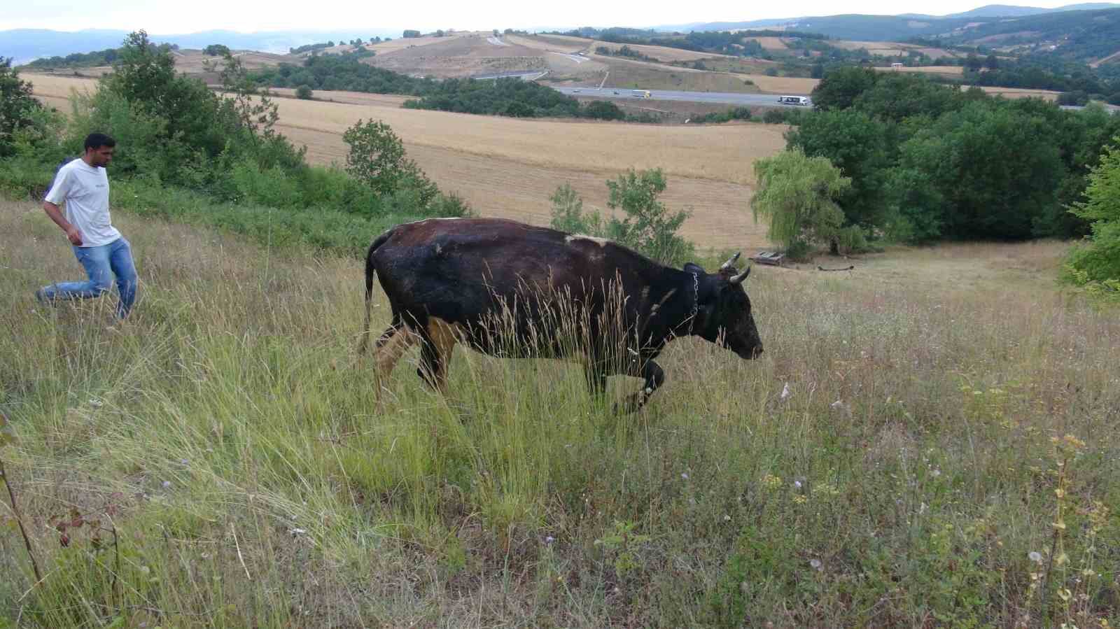 Gebe inek definecilerin kazdığı kuyuya düştü: Kurtarmak saatler sürdü