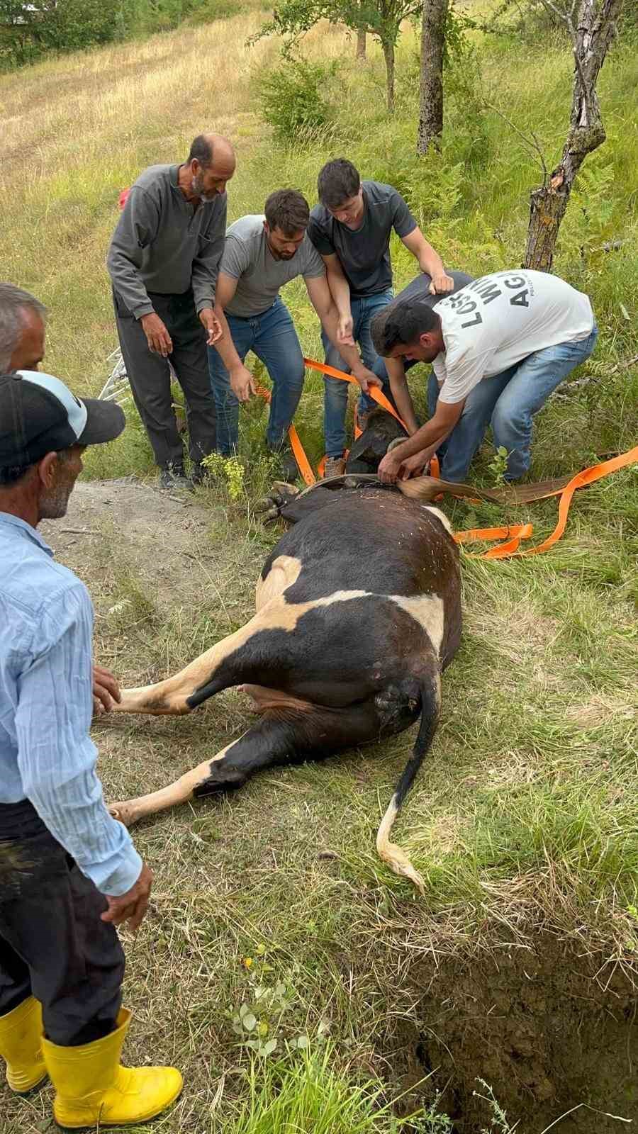 Gebe inek definecilerin kazdığı kuyuya düştü: Kurtarmak saatler sürdü