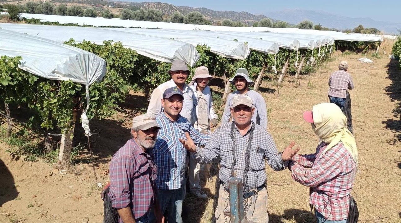 Sarıgöl’de üzüm bağlarında örtü mesaisi sürüyor