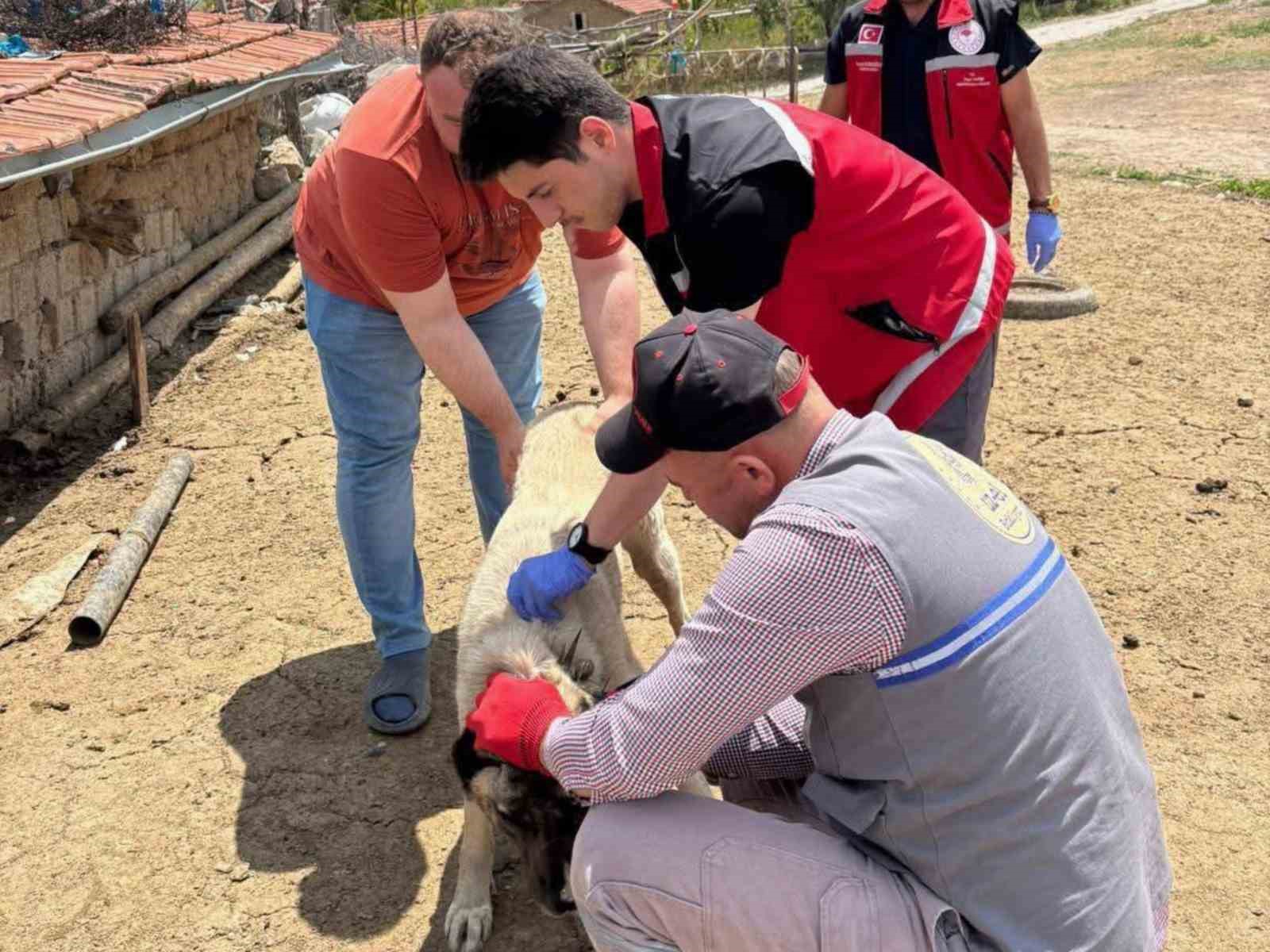Sahipli hayvanlar için kuduz aşısı ve mikroçip uygulaması devam ediyor
