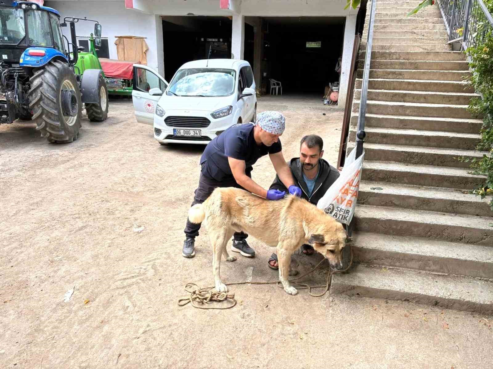 Sahipli hayvanlar için kuduz aşısı ve mikroçip uygulaması devam ediyor