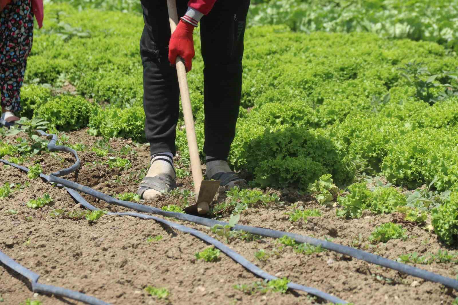 40 dereceyi bulan sıcaklarda mevsimlik iş&ccedil;ilerin m&uuml;cadelesi

