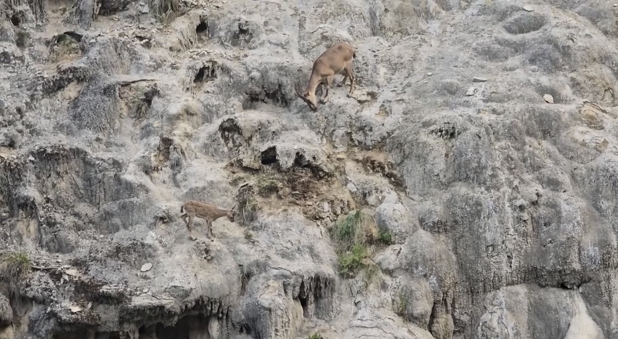 Sarp kayalıkların usta tırmanışçıları görüntülendi