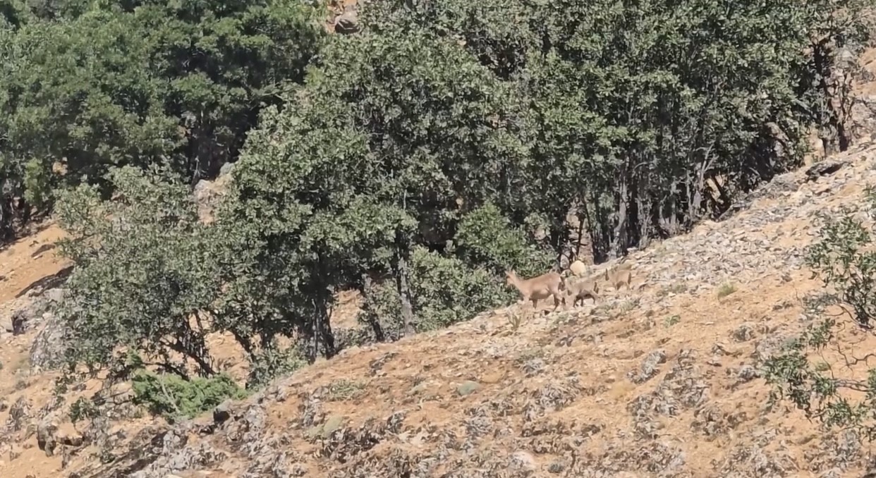 Sarp kayalıkların usta tırmanış&ccedil;ıları g&ouml;r&uuml;nt&uuml;lendi
