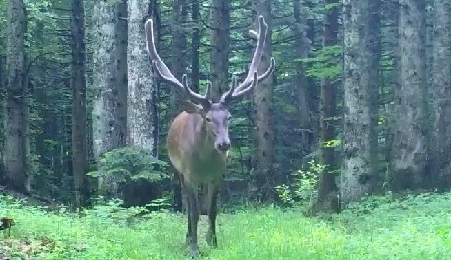 Bursa&rsquo;nın dağlarında kızıl geyik, fotokapana takıldı
