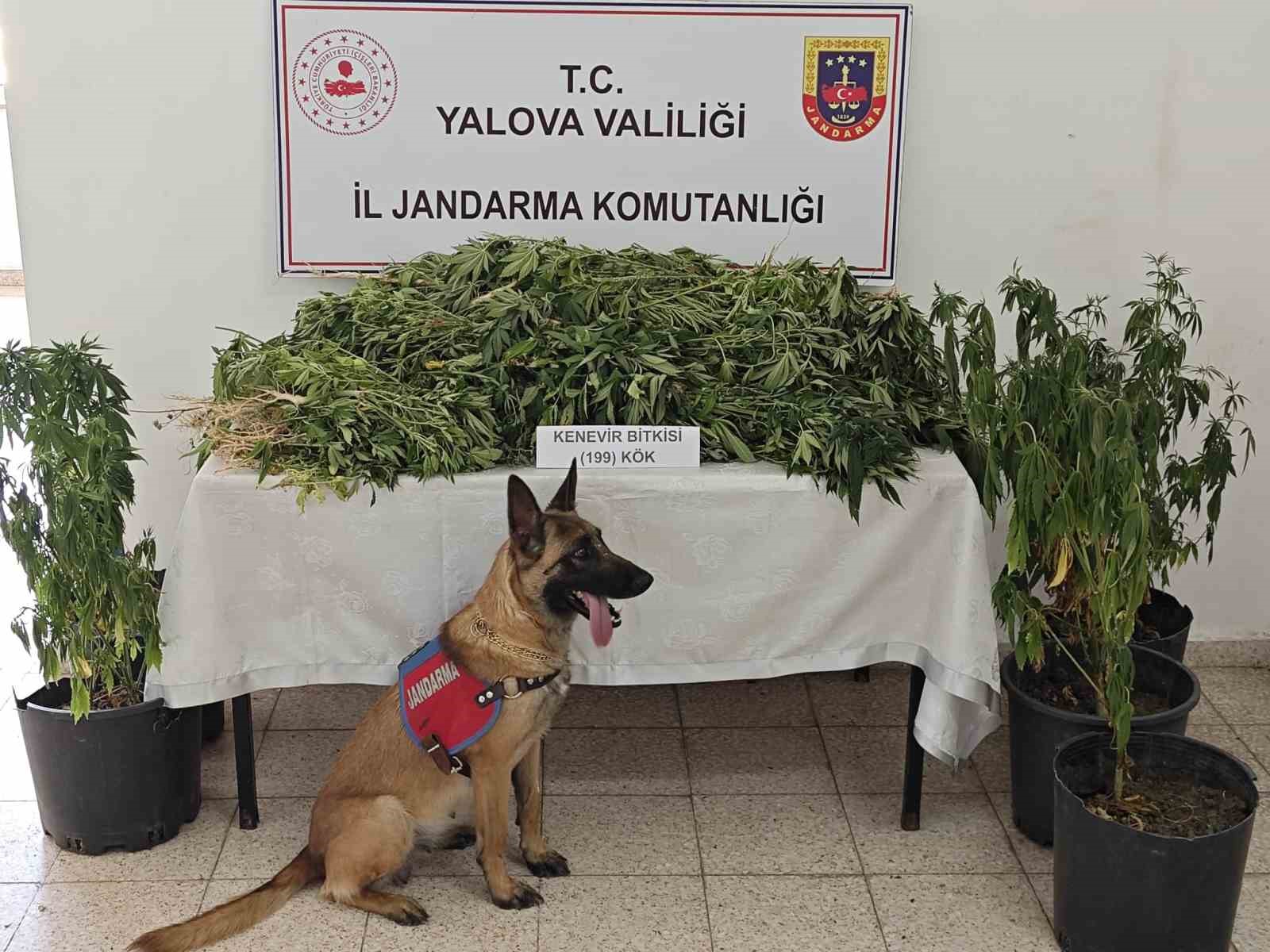 Yalova’da uyuşturucu operasyonunda 1 tutuklama