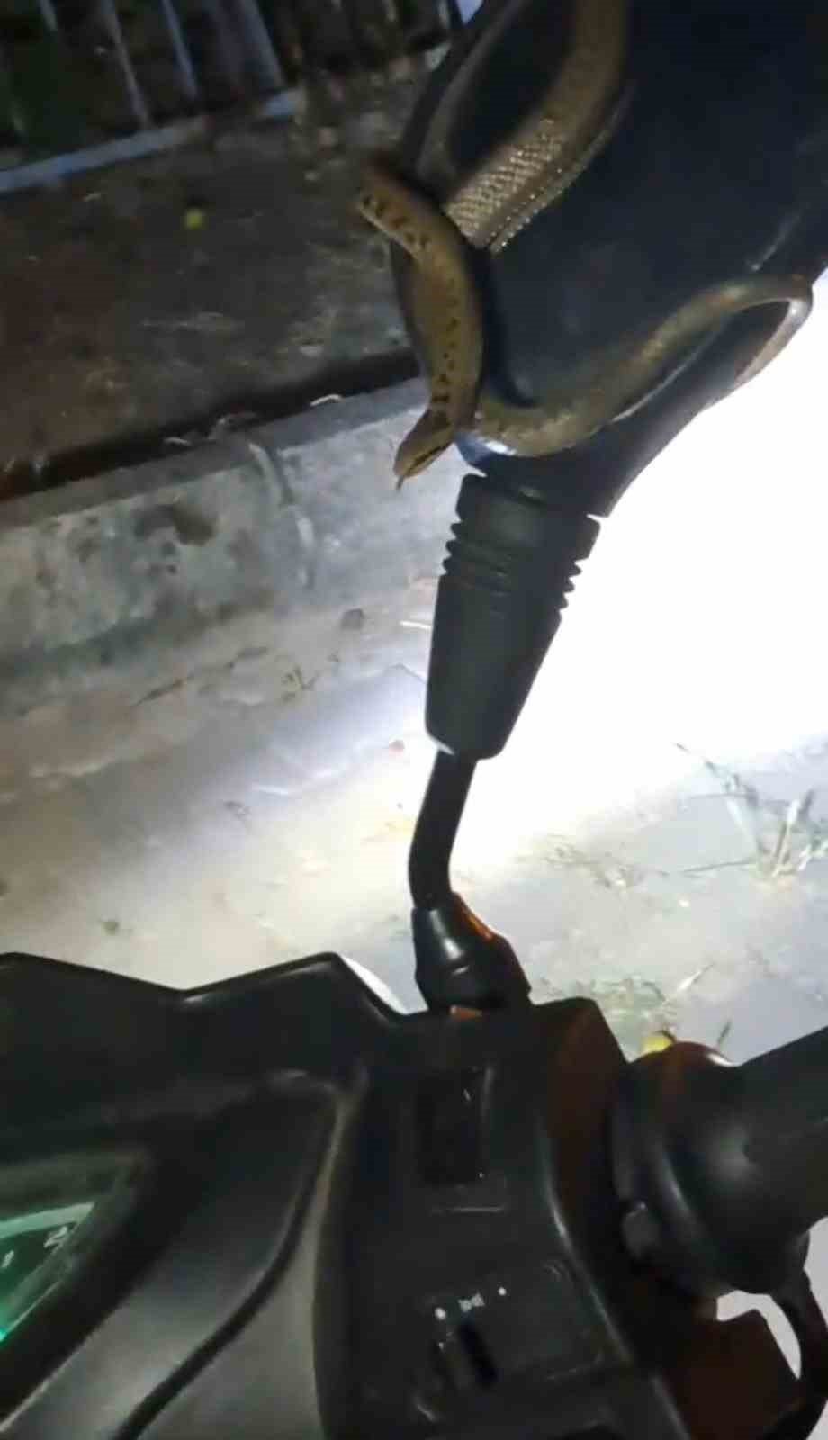 K&uuml;tahya&rsquo;da park halindeki motosiklette yılan paniği
